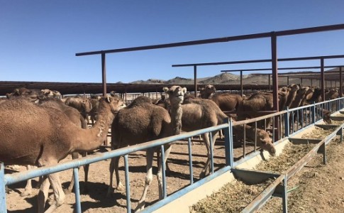 راه اندازی ۱۴واحدسنتی پرورش شتر شیری در سیستان وبلوچستان