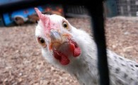 دلالان چقدر در نوسان قیمت مرغ و ماهی نقش دارند؟