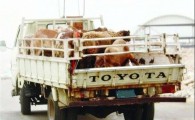 قاچاق دام، عامل گرانی گوشت قرمز در کشور/از قاچاق دامهای واردشده با ارز مرجع تا عدم توجه دولت به مشکلات