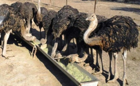 اشتغال زایی 7نفره دستاورد پرورش شتر مرغ در سیستان و بلوچستان