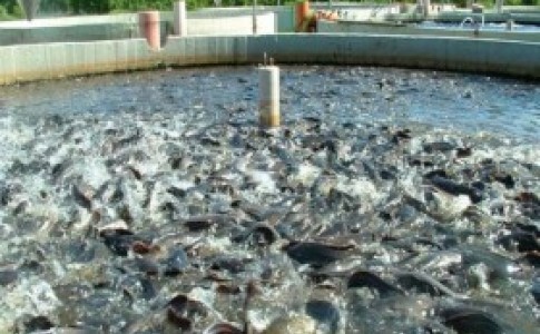 20 تن ماهی قزل آلا از استخر های پرورش ماهی زهک برداشت می شود