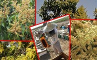 آغاز بهار در جنوب سیستان و بلوچستان/از شکوفایی سلطان میوه ها تا هجوم زنبورداران به سرباز