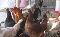 تحقق اقتصاد مقاومتی با پرورش مرغ بومی/ طعم شیرین کارآفرینی با اشتغالزایی 5 نفره در هامون