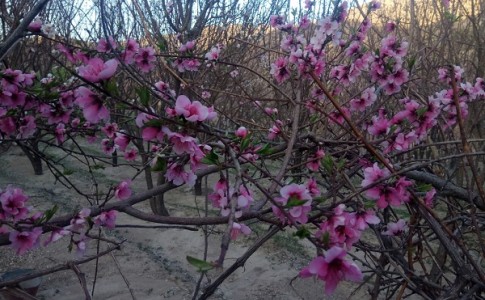 گزارش تصویری/ طبیعت زیبای بهاری روستای روپس هفتاد ملا در شهرستان میرجاوه