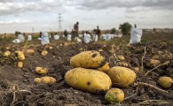 افزایش 10 درصدی کشت سیب زمینی در ایرانشهر/آغاز برداشت این محصول از مزارع شهرستان