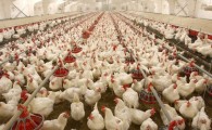 تشکیل پرونده برای دو واحد تولیدی مرغ گوشتی در سراوان یه اتهام گرانفروشی