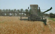 برداشت گندم در 6500 هکتار از مزارع ایرانشهر آغاز شد