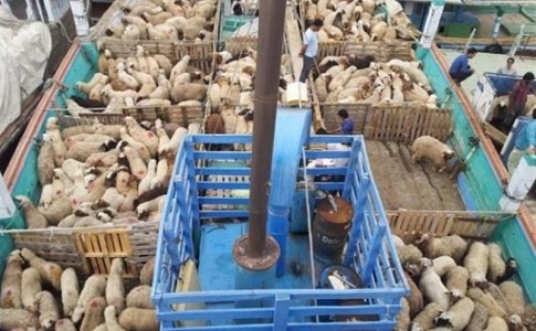 ورود بیش از 16 هزار راس گوسفند از کشور رومانی به چابهار