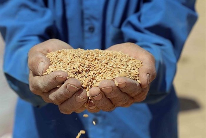 خرید گندم در سیستان و بلوچستان از مرز 8 هزار تن گذشت