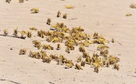 ملخ صحرایی مراتع ایرانشهر را درنوردید/ مبارزه با میهمان ناخوانده سعودی در 14هزار هکتار از اراضی شهرستان