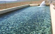 رهاسازی بیش از ۲.۵میلیون قطعه لارو ماهی در ایرانشهر