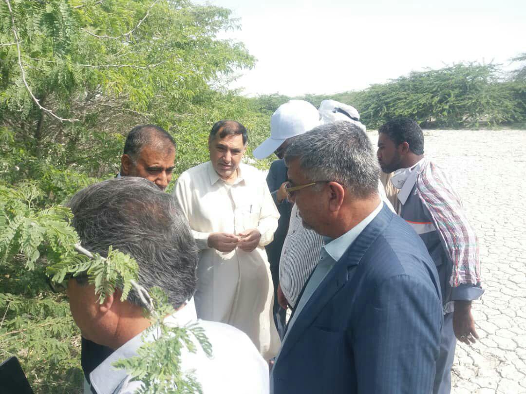 بازدید رئیس سازمان حفظ نباتات کشور از مناطق آلوده ملخ صحرایی شهرستان‌کنارک