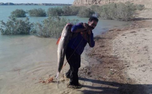 صید ماهی 35کیلویی در چاه نیمه زابل+فیلم