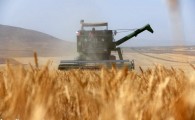 خرید گندم در سیستان و بلوچستان به مرز 15 هزار تن رسید