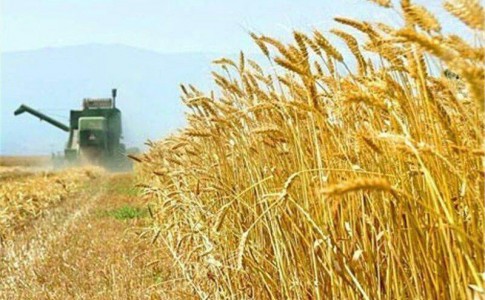 روزهای پایانی فصل برداشت گندم  در سیستان و بلوچستان