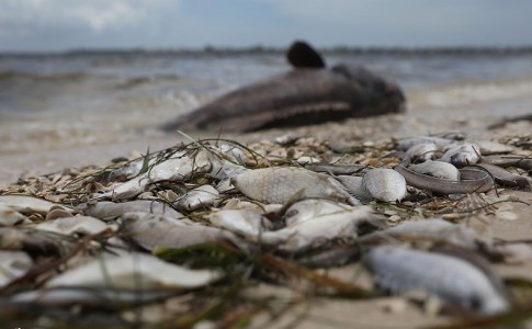 مرگ دسته جمعی آبزیان در ساحل چابهار/ هشدار درباره مصرف ماهیان مشکوک