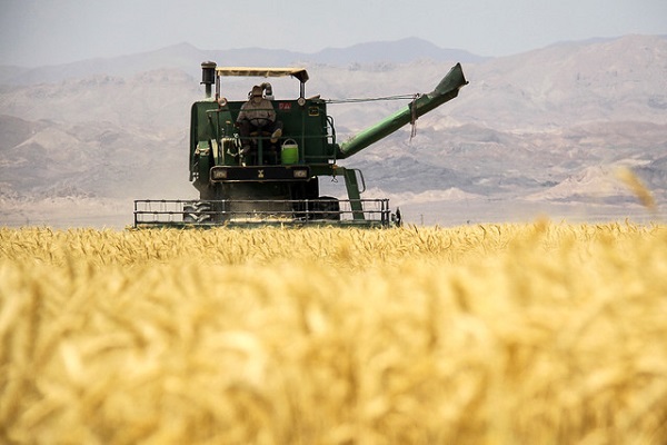 ذخیره سازی بیش از 15 هزار تن گندم در سیلوها/ خرید تضمینی در سیستان همچنان ادامه دارد