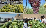 شیرین کامی با طعم  قندک و کَبَل زابل/روچه سیستان و بلوچستان بهترین انگور ایران