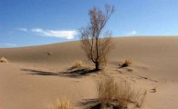 40 هزار هکتار مرتع سراوان در معرض بحران فرسایش خاکی قرار دارد/ بیابان زایی، مرگ خاموش منطقه است