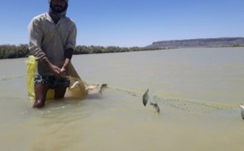 ماهی زابل کیلویی 9 هزار تومان/ رئیس محیط زیست: مانعی برای صید از تالاب هامون وجود ندارد