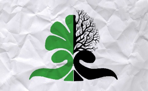 شهرداری زاهدان، درختی که برای شهروندان پربار نیست!