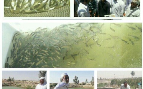 توزیع رایگان 150 هزار بچه ماهی در بین استخر داران شهرستان زابل