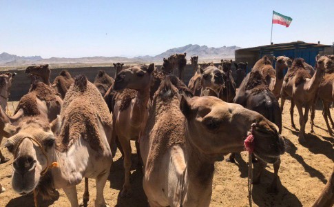 واردات شتر شیری به سیستان وبلوچستان