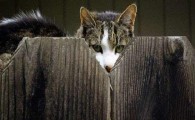 حیواناتی که برای سیا جاسوسی می‌کنند! / عملیات گربه شنوا چیست؟