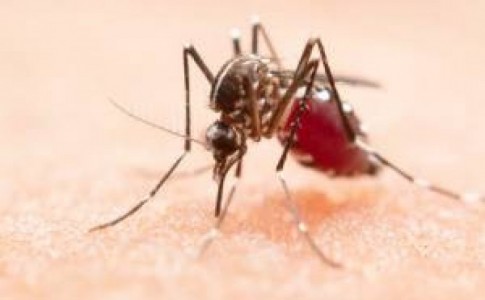 7 فرد مبتلا به مالاریا در ایرانشهر شناسایی شدند