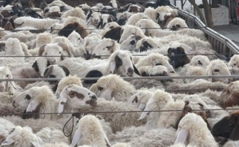 33راس گوسفند قاچاق در زاهدان کشف شد
