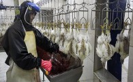 سراوان؛ فاقد کشتارگاه صنعتی مرغ