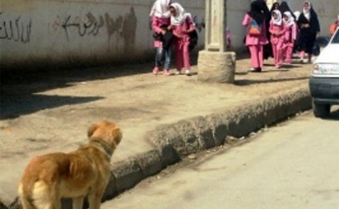 سگ های ولگرد  بلای جان مردم سیستان وبلوچستان شدند/ از بیم ابتلا به هاری تا جمع آوری ماهانه 300 قلاده سگ در زاهدان