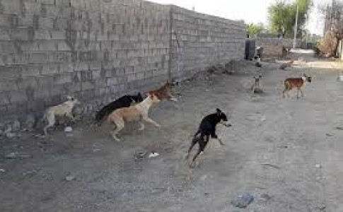 مردم ایرانشهر از دست سگ های ولگرد آسایش ندارند