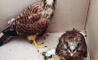 رهاسازی سه بهله پرنده شکاری توسط یگان حفاظت محیط زیست سیستان و بلوچستان
