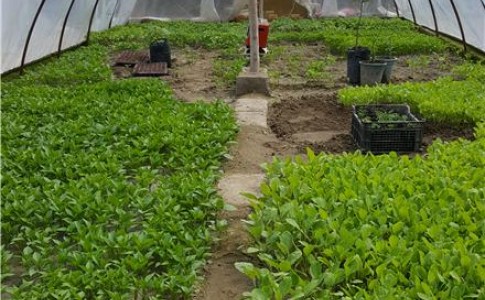 تولید 40 هزار نهال گوجه برای اولین در شهرستان دلگان/ اشتغالزایی برای 23 نفر