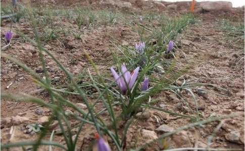 افزایش ۱۲هکتاری سطح زیر کشت زعفران در سیستان وبلوچستان