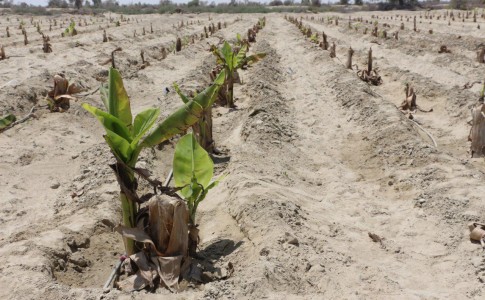 اجرای 600هکتار سیستم نوین آبیاری در اراضی کشاورزی شهرستان چابهار