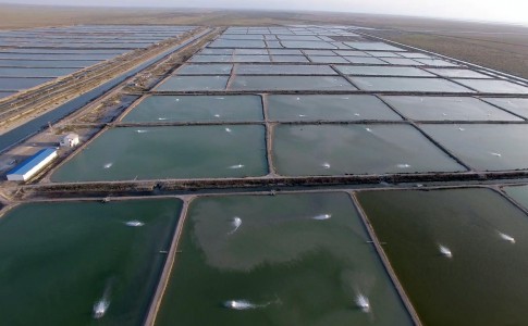 پرورش تحقیقاتی ماهی سیباس در استخرهای خاکی مزارع سایت گواتر چابهار