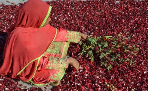 سیستان وبلوچستان رتبه نخست کشوری در تولید چای ترش را دارد