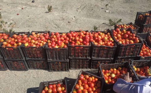 آغاز برداشت گوجه خارج از فصل در شهرستان فنوج