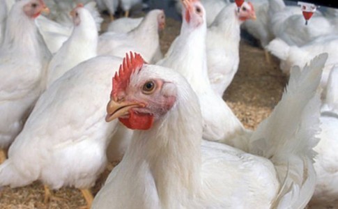 کشف 8 تن مرغ زنده آلوده به ویروس نیوکاسل در زابل/متخلف دستگیر شد