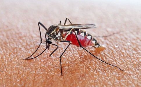 ترددهای مرزی عامل افزایش مالاریا/ حاشیه نشینی تهدید جدی در شاخص های سلامت است