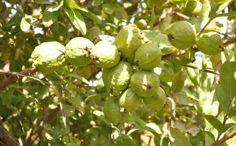 آغاز برداشت میوه گواوا از باغات سرباز در سیستان وبلوچستان