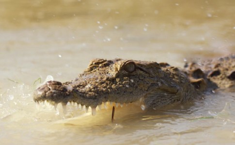 300 تمساح خشمگین در کمین مردم سیل زده جنوبشرق کشور