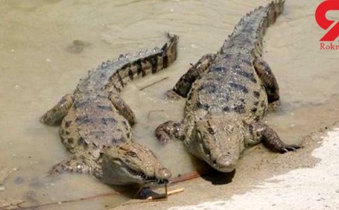 حمله تمساح ها به سیل زدگان سیستان و بلوچستان / هشدار جدی است