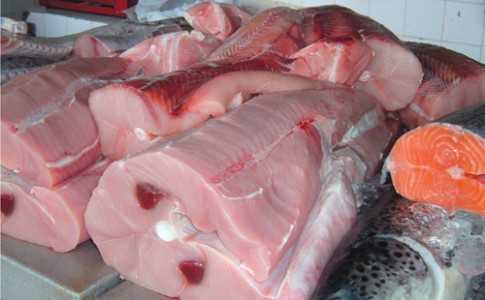فروش فیله کوسه به جای‌ شیر/شهروندان ماهی را از مراکز مجاز تهیه کنند