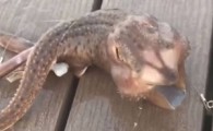 جانور عجیبی که ماهی‌گیر در دریا صید کرد!