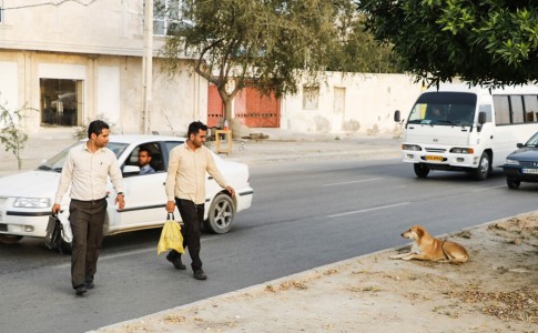 "سگ های ولگرد" جولان می دهند!/جمع آوری ماهانه 300 قلاده در زاهدان
