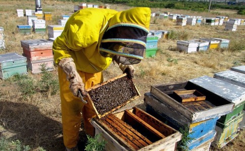 آب و هوای بهاری عاملی برای رونق زنبورداری در جنوب شرق کشور/سیستان و بلوچستان میزبان زنبورهاست