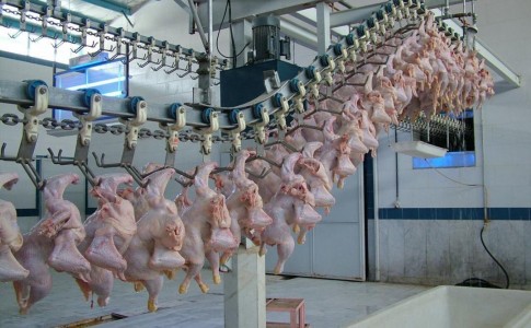 فعالیت 231واحد صنعتی پرورش مرغ گوشتی در جنوب شرق کشور/ سالانه بیش از ۳۰هزار تن گوشت مرغ تولید می شود
